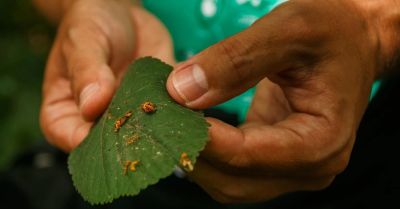 Zielona Łódź zaprasza na spacer entomologiczny