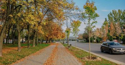 Prawie 130 nowych drzew na Kusocińskiego